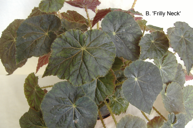 B. ‘Frilly Neck’